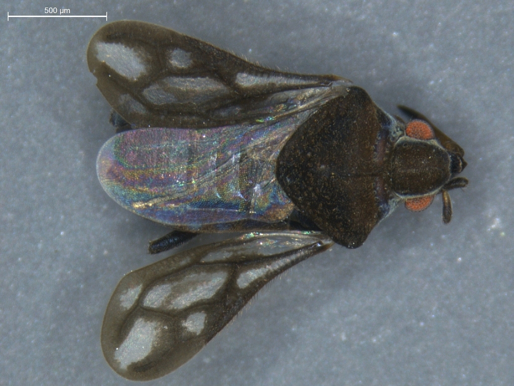 Microvelia reticulata